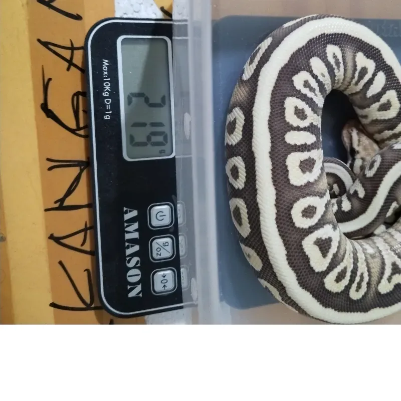 GHI Spotnose Desert Ghost Het Clown 50% Het Hypo