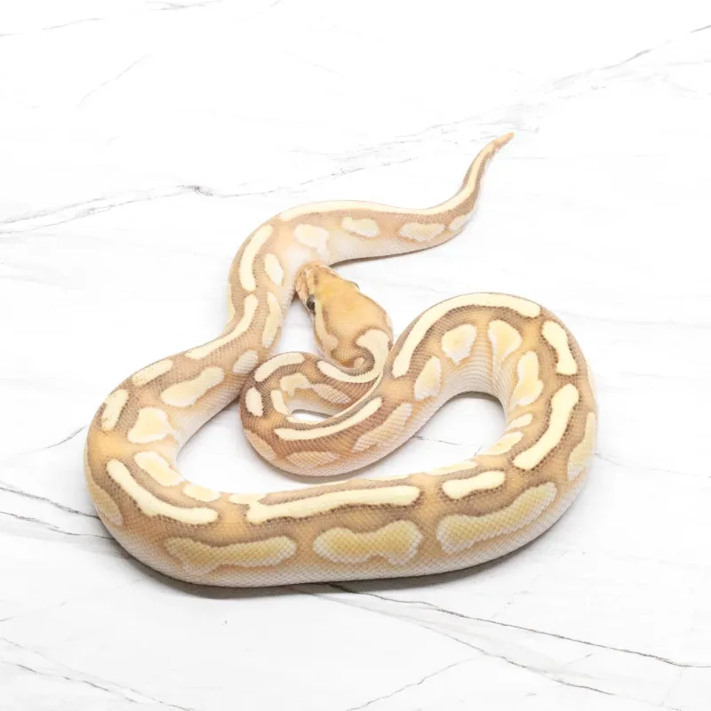 Banana Lesser Het Clown