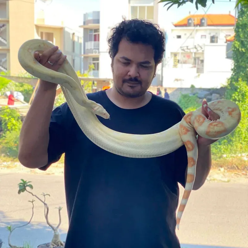 Albino (Kahl)