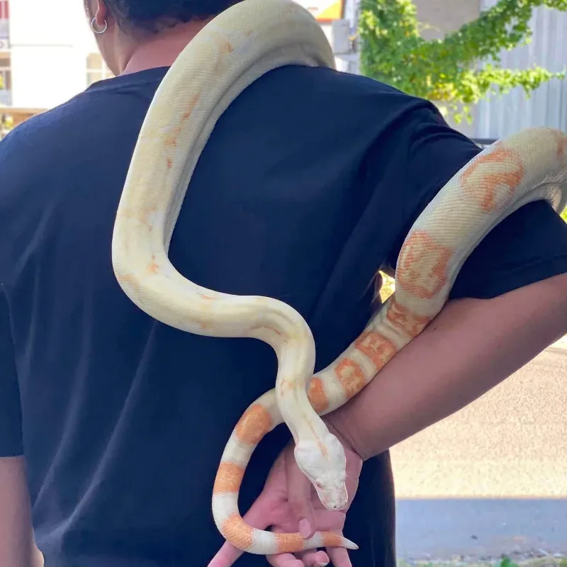 Albino Kahl