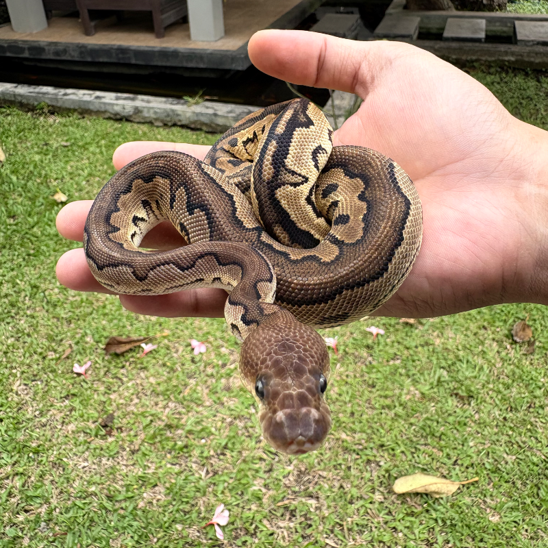 Cinnamon Clown YB/Specter