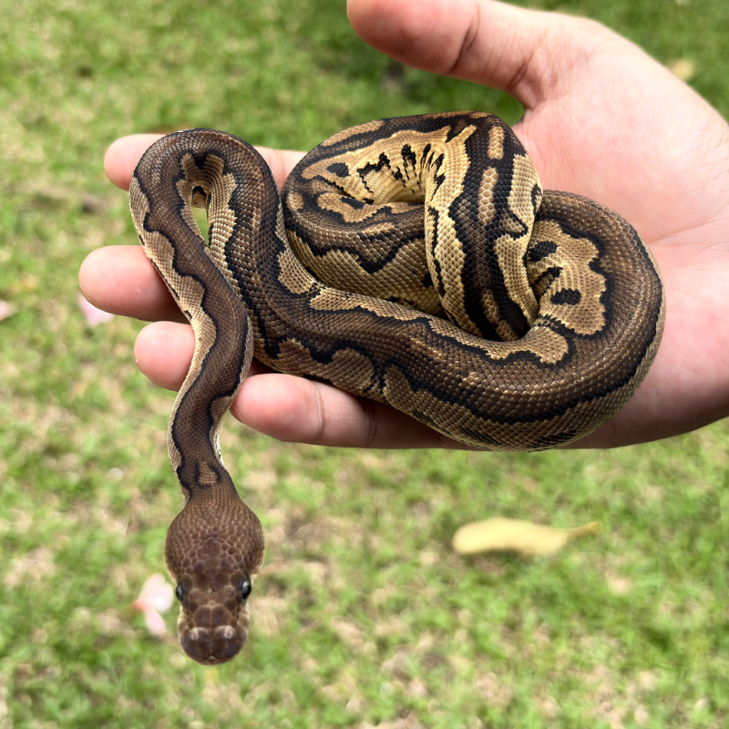 Cinnamon Clown YB/Specter 2