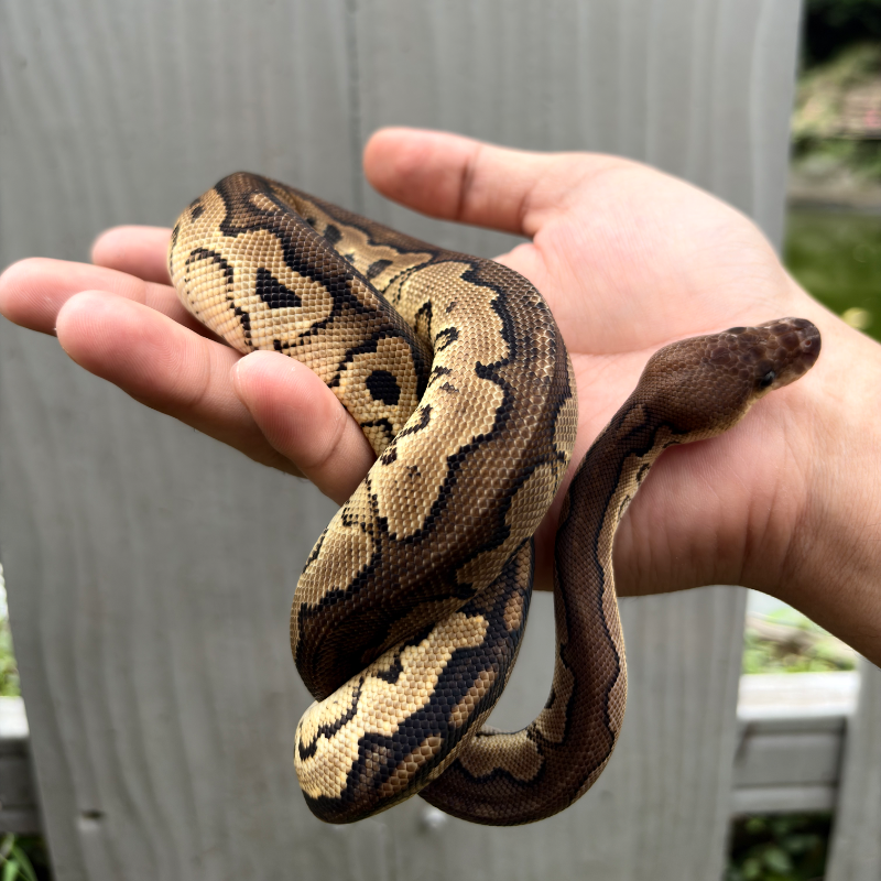 Cinnamon Clown YB/Specter 4