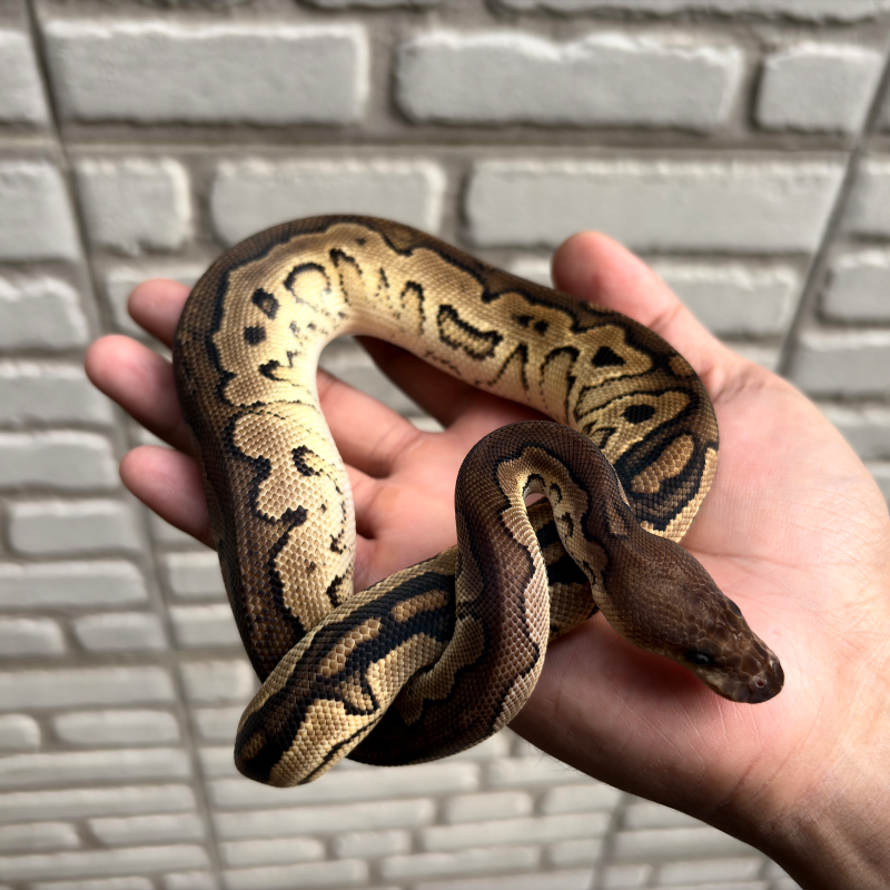Cinnamon Clown YB/Specter 5