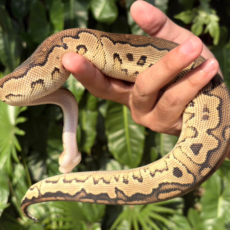 Cinnamon Clown YB/Specter