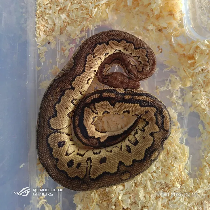 Cinnamon Clown YB Complex