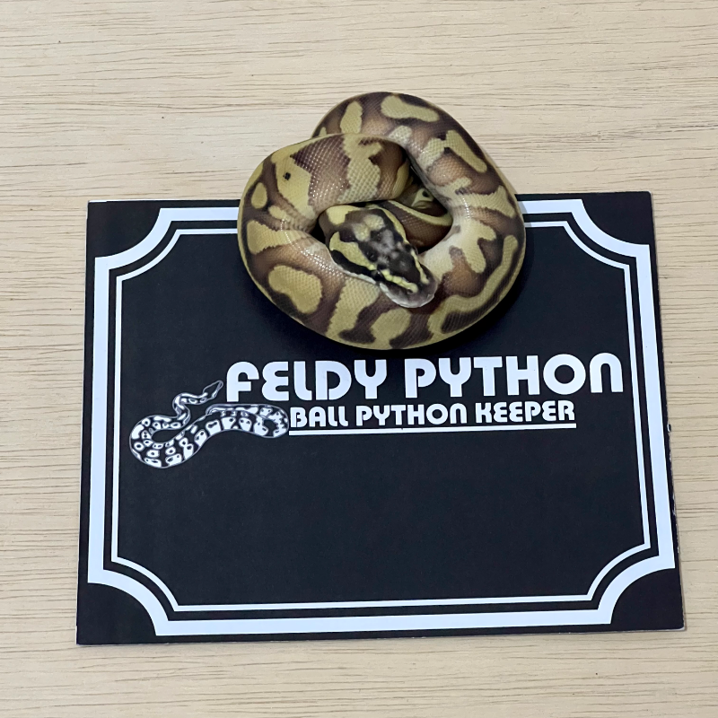 Enchi Leopard Pastave Ball Python