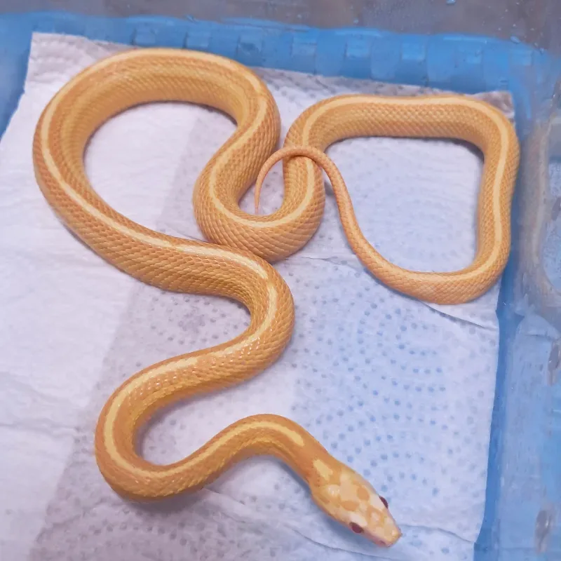 Butter motley tessera