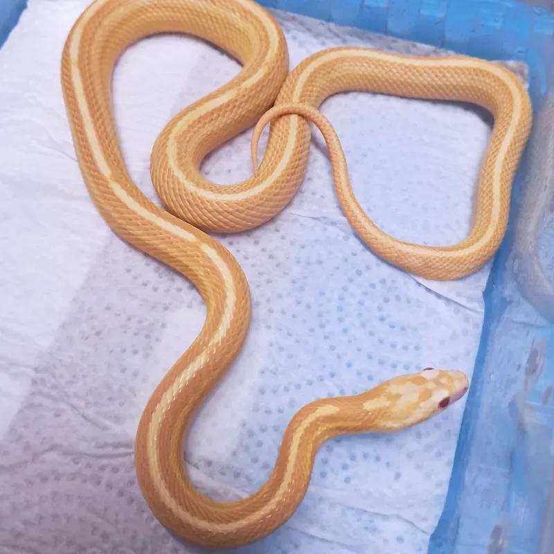 Butter motley tessera