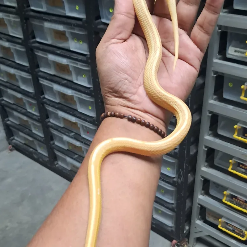 Butter motley tessera