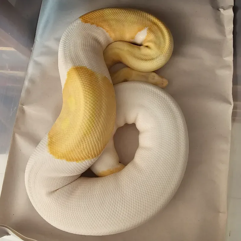 Albino Pied