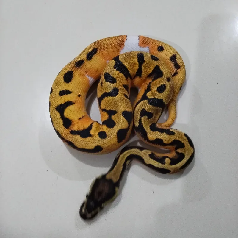 Orange Dream Pied