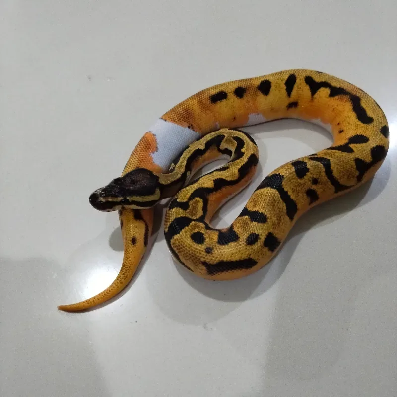 Orange Dream Pied