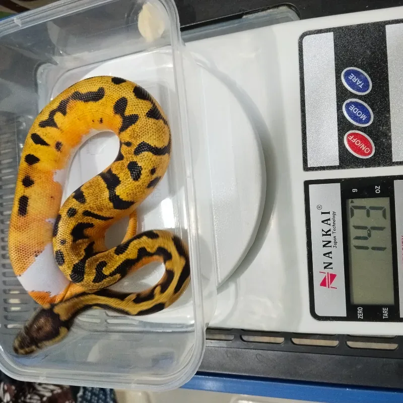 Orange Dream Pied