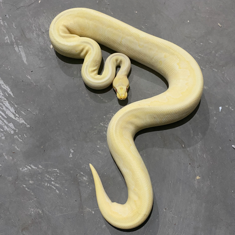 Mojave Pinstripe Pastel Albino