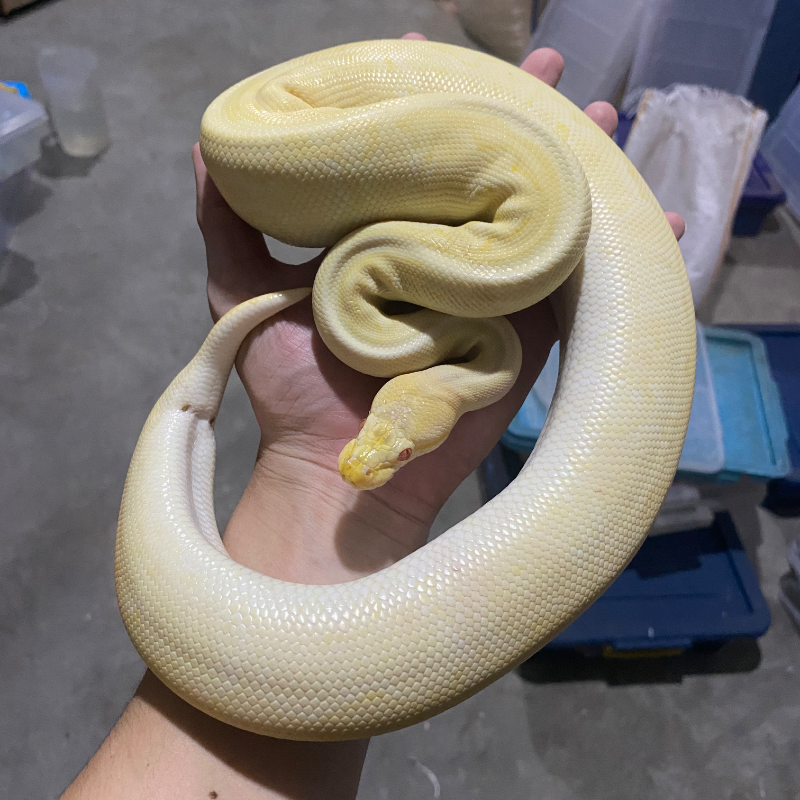 Mojave Pinstripe Pastel Albino