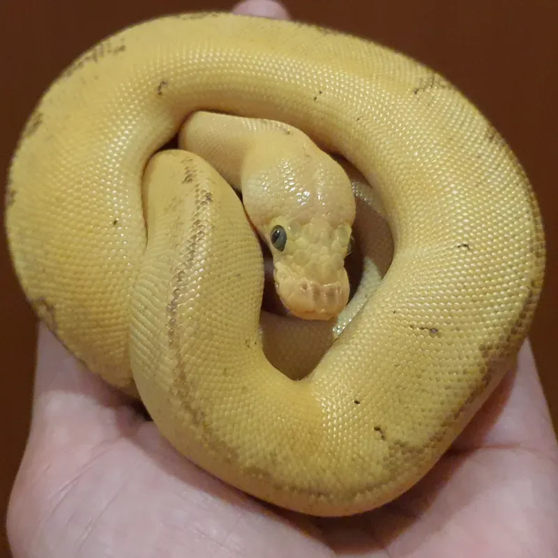 Loki 2