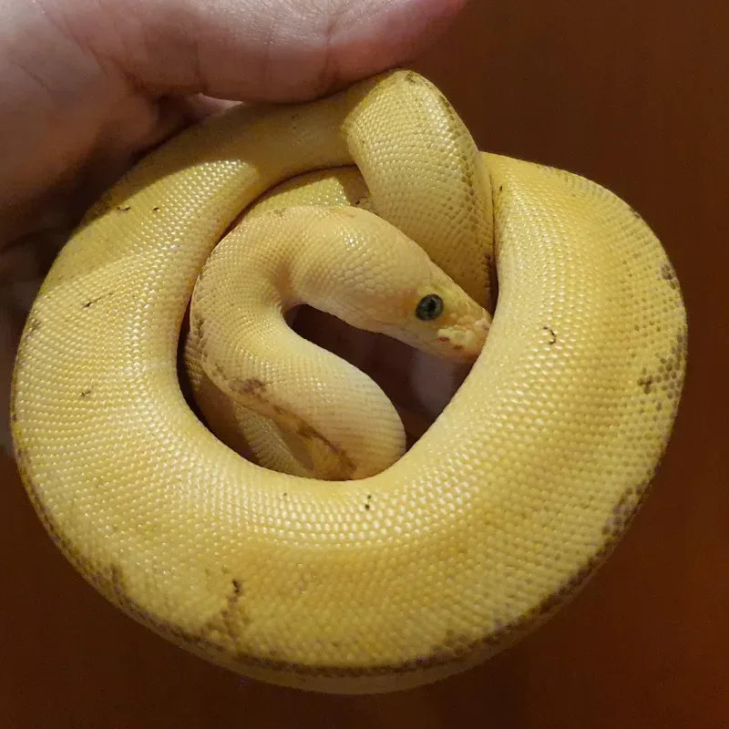 Loki