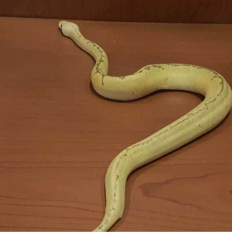 Loki 3