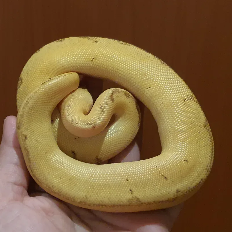 Loki 4