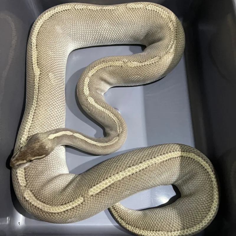 Phantom Mojave