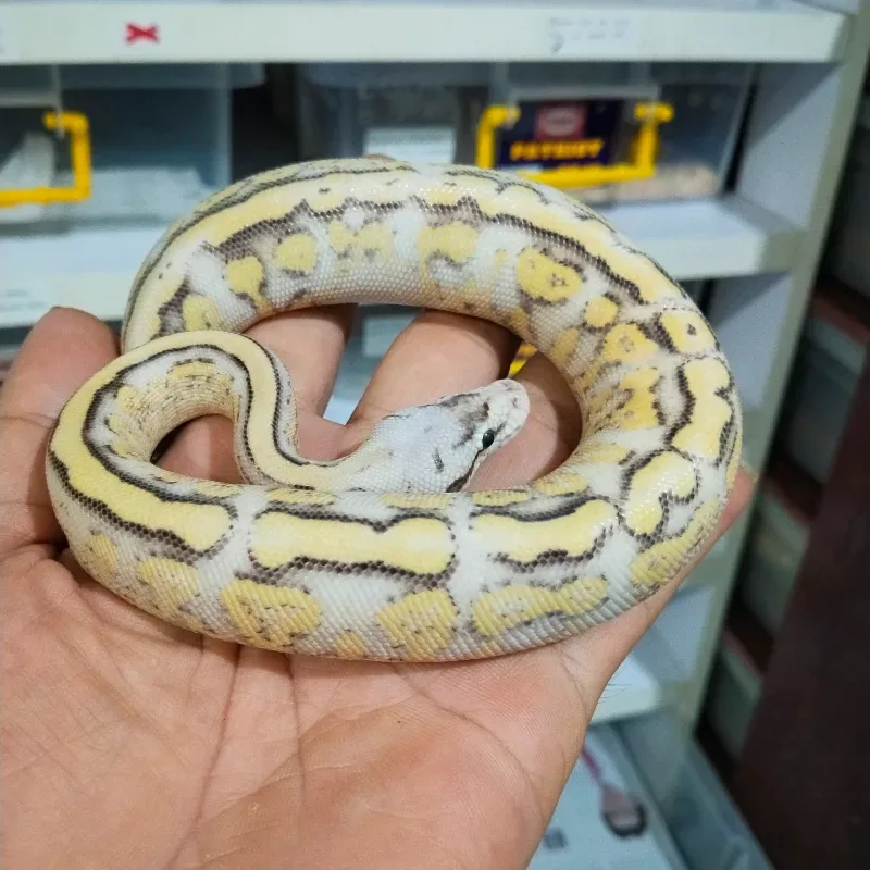 Super Pastel Genetic Stripe Het Clown