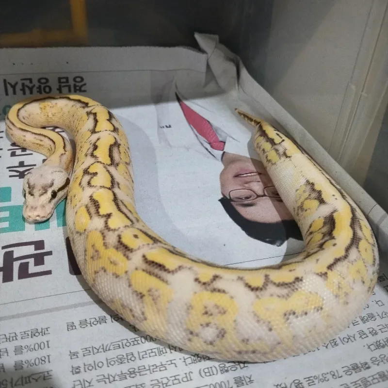 Super Pastel Genetic Stripe Het Clown