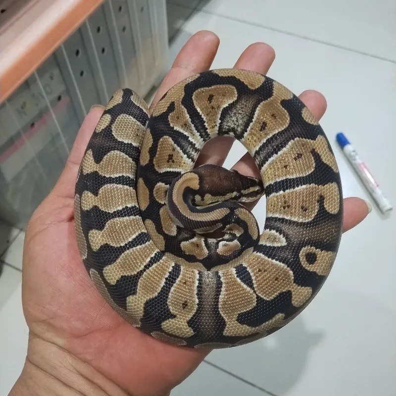 Specter Het Desert Ghost Het Cryptic