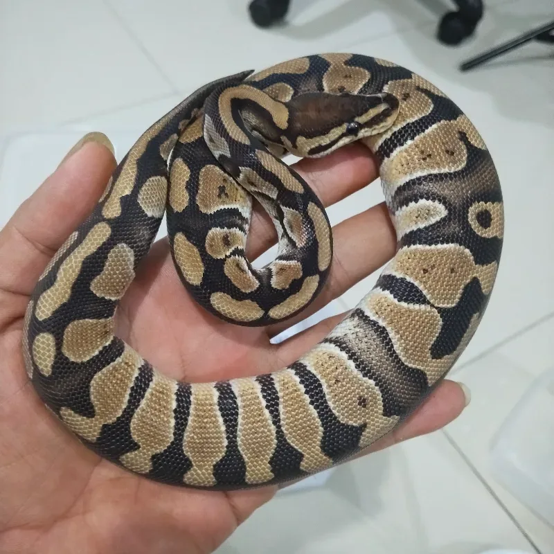 Specter Het Desert Ghost Het Cryptic