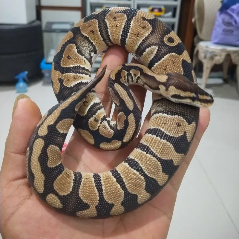 Specter Het Desert Ghost Het Cryptic