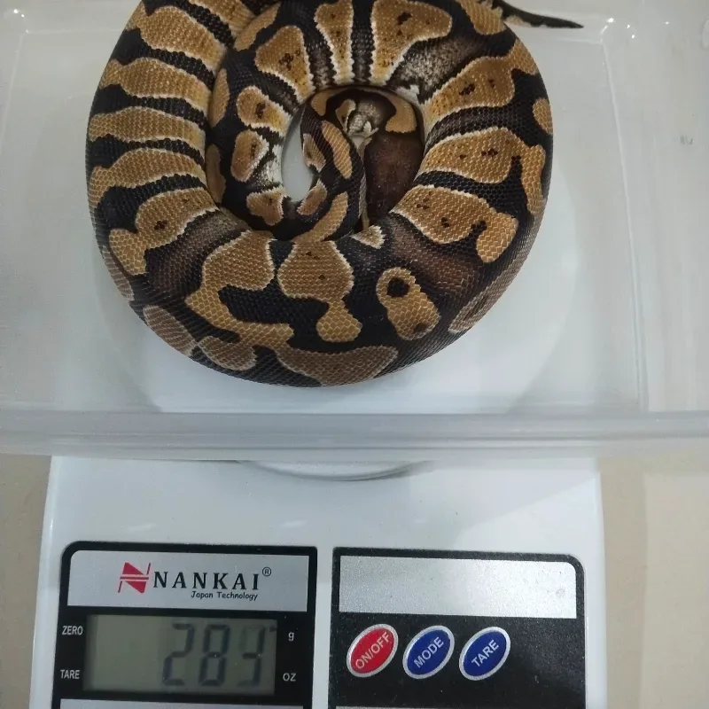 Specter Het Desert Ghost Het Cryptic
