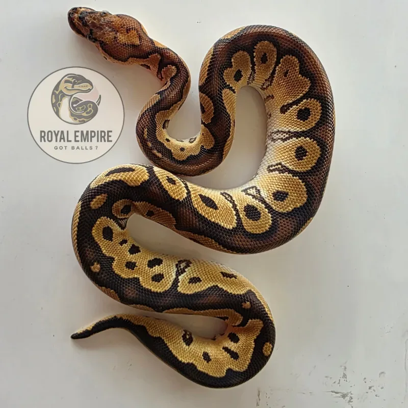 Ball Python Clown