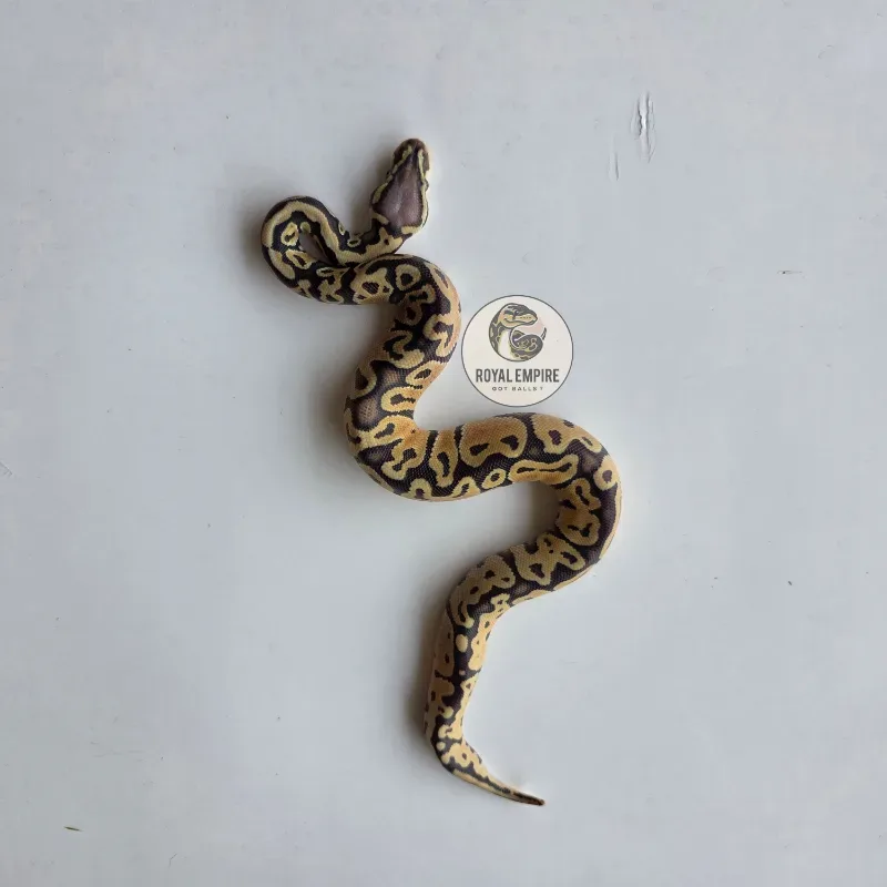 Pastel Hypo Het Pied