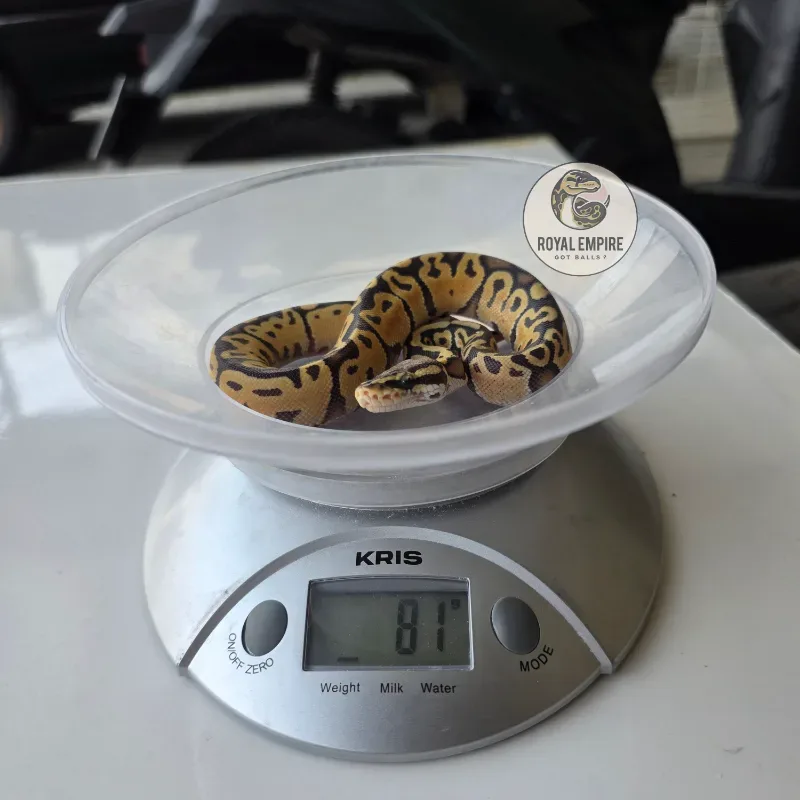 Pastel Hypo Het Pied