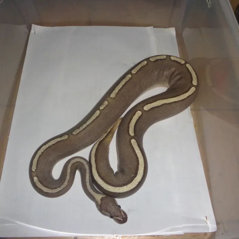 GHI MOJAVE FIRE POSS RS YB