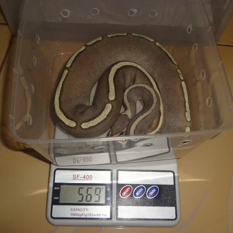 GHI MOJAVE FIRE POSS RS YB