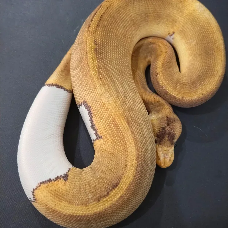 Champagne Pied