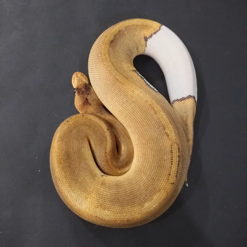 Champagne Pied