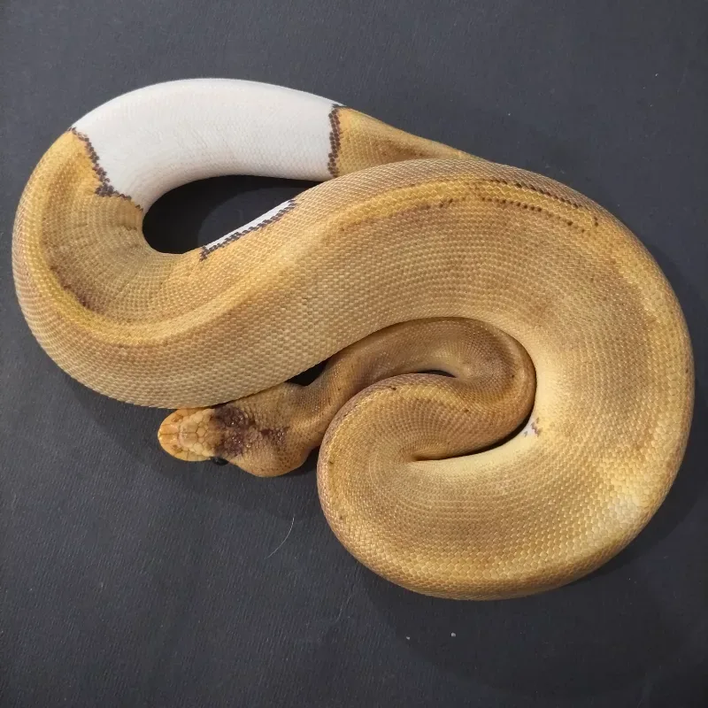 Champagne Pied