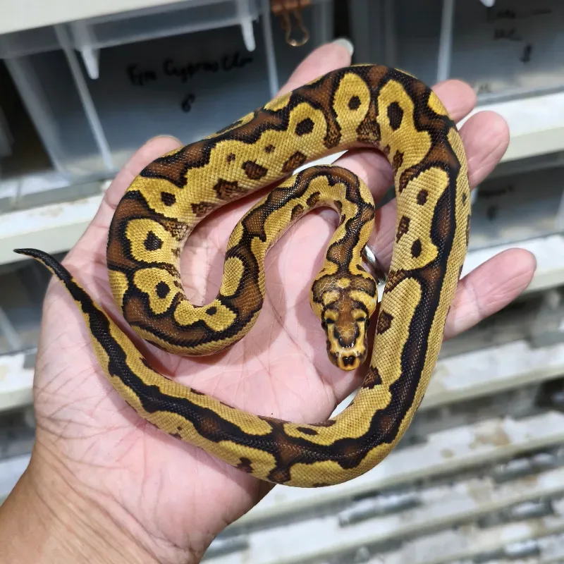Ball Python Fire YB Clown 66% Het Hypo