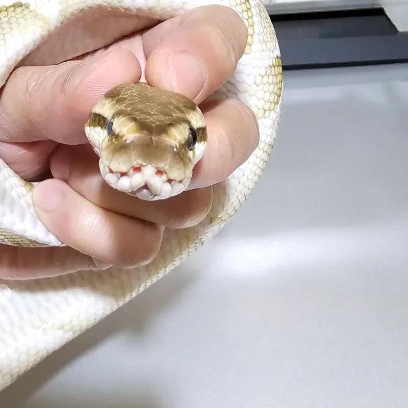 Lesser Het Desert Ghost Het Clown