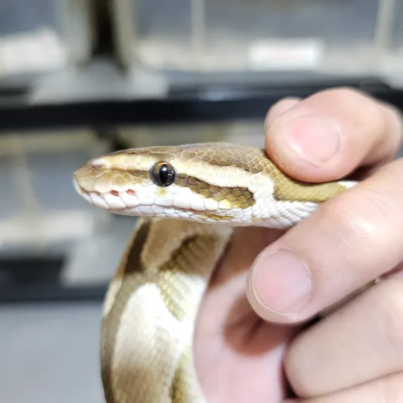 Heterochromia