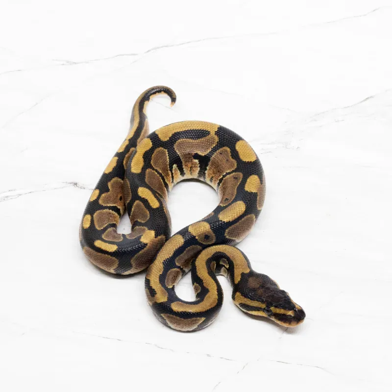 Ball Python Het Lavender Albino Het Pied