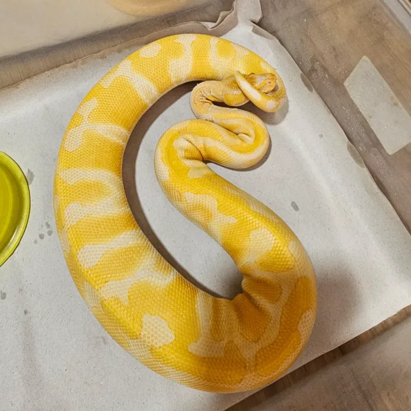 Enchi Lavender Albino