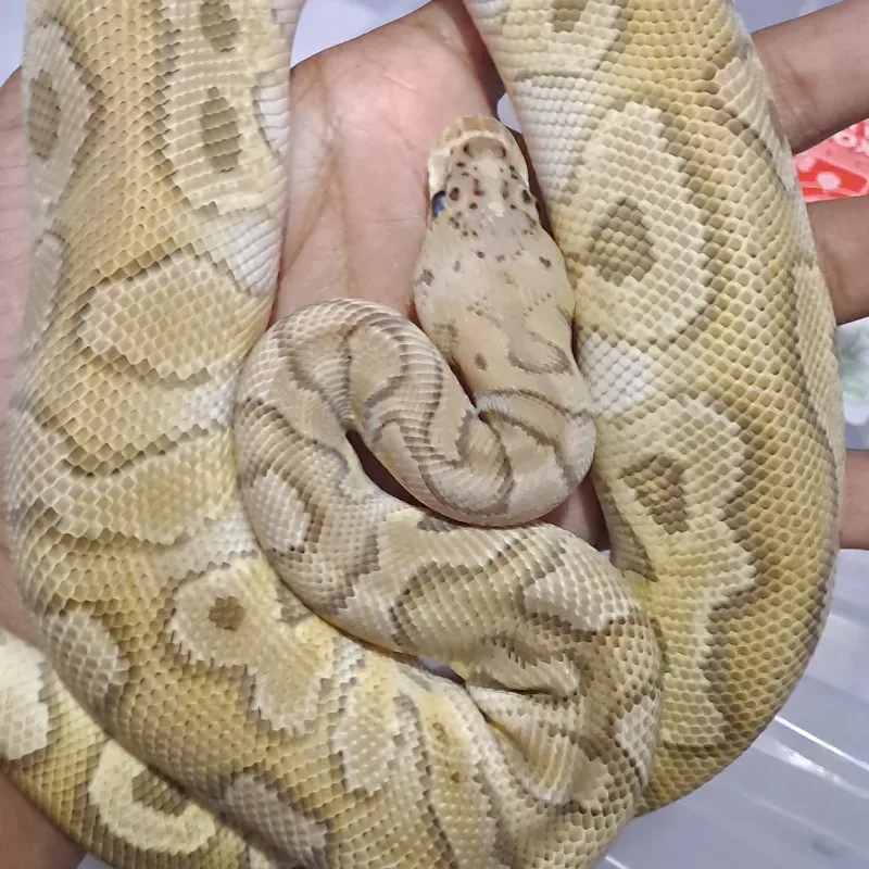 Mojave Fire Pastel Clown