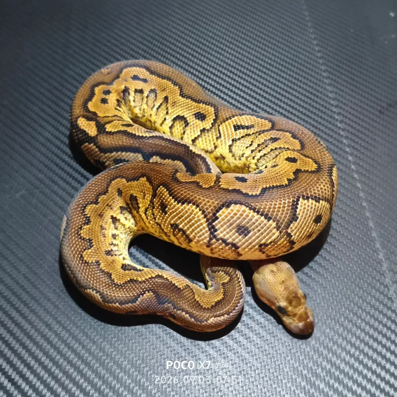 Cinnamon yellow belly clown