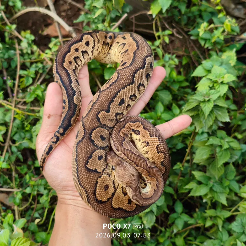 Cinnamon yellow belly clown