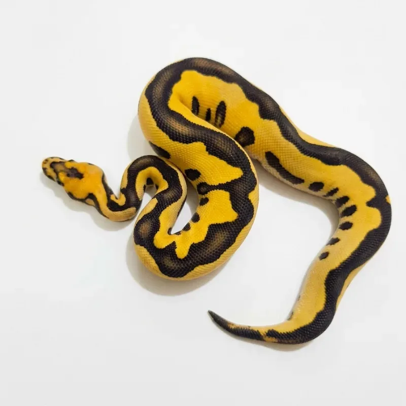 Leopard Desertghost clown