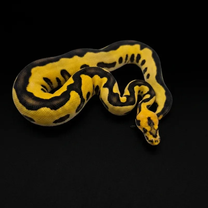 Leopard Desertghost clown