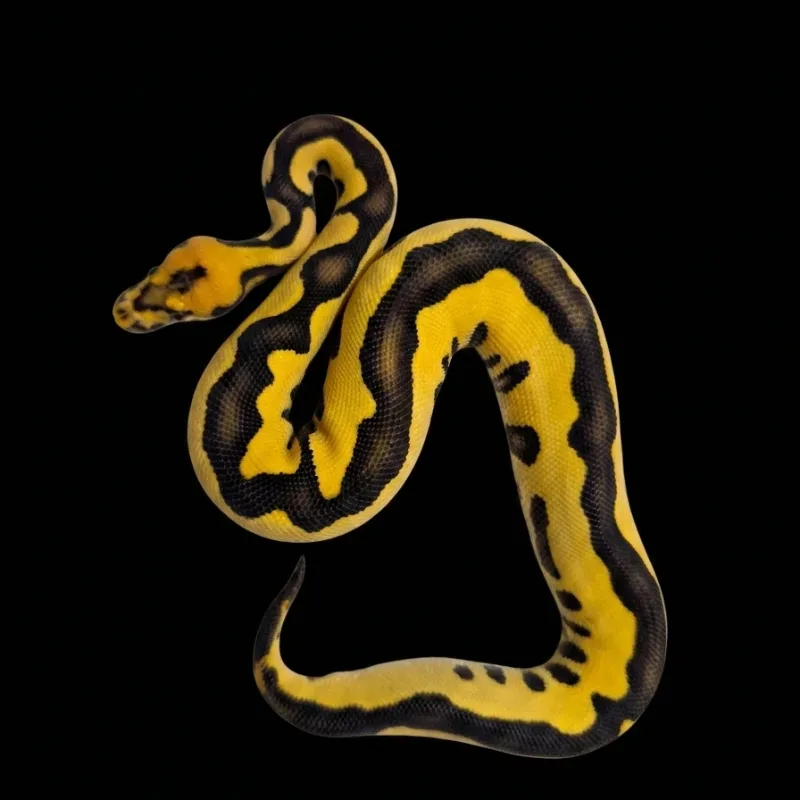 Leopard Desertghost clown